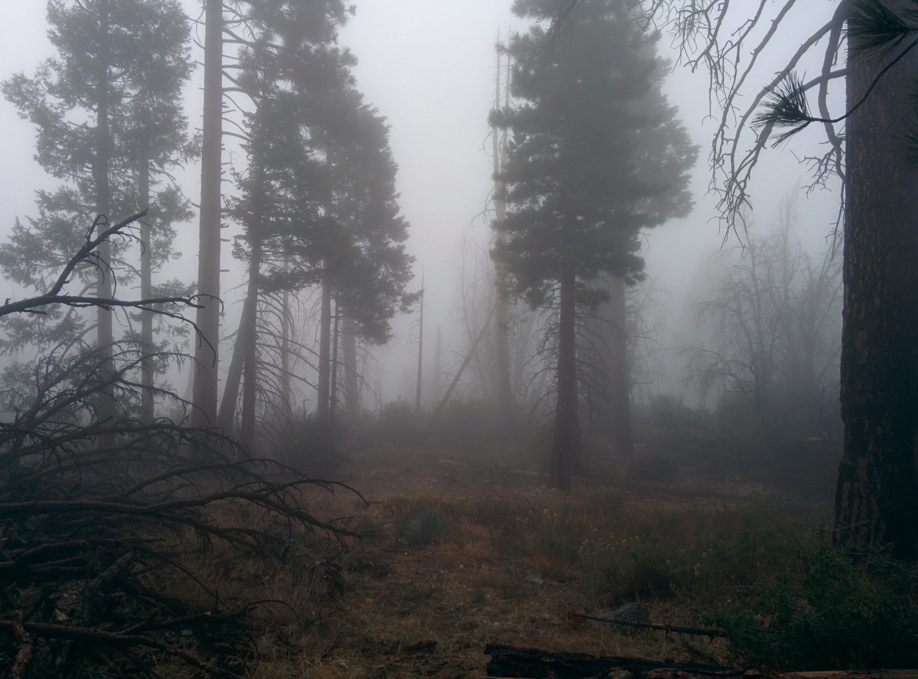 Thick wet fog