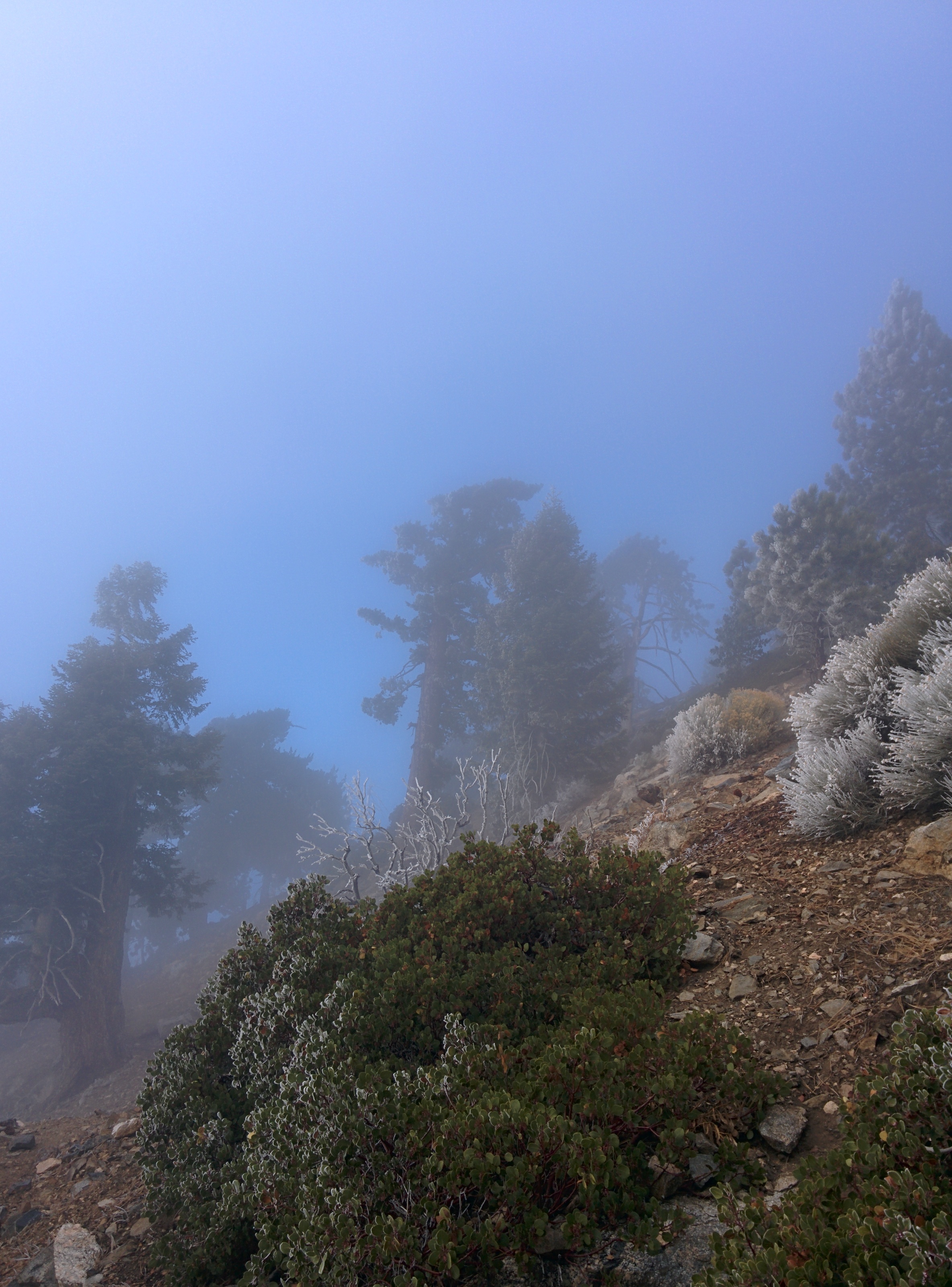 Blue Sky and Icy Pines
